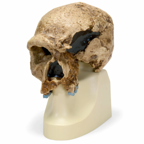 シュタンハイム人の頭骨モデル