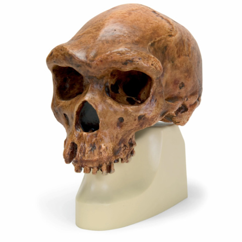 ハイデルベルク人の頭骨モデル