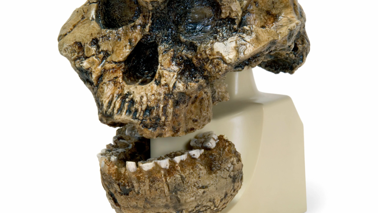 タイワン猿の頭骨 古代人頭蓋骨模型(ボイセイ猿人) VP755N/1
