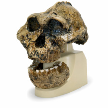 ボイセイ猿人の頭骨モデル
