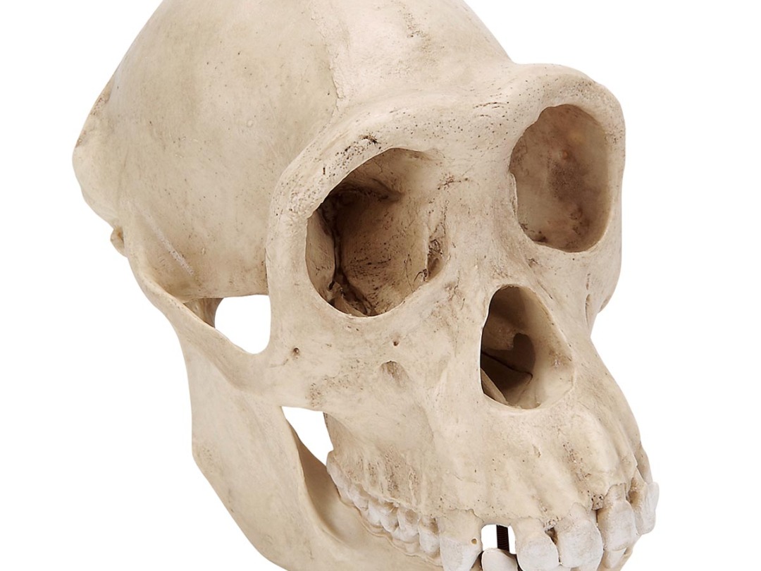 高品質！チャクマヒヒ（メス）頭骨