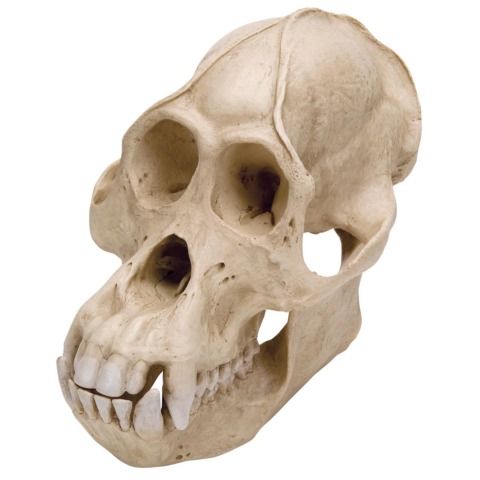 オランウータンの頭蓋骨模型，オス