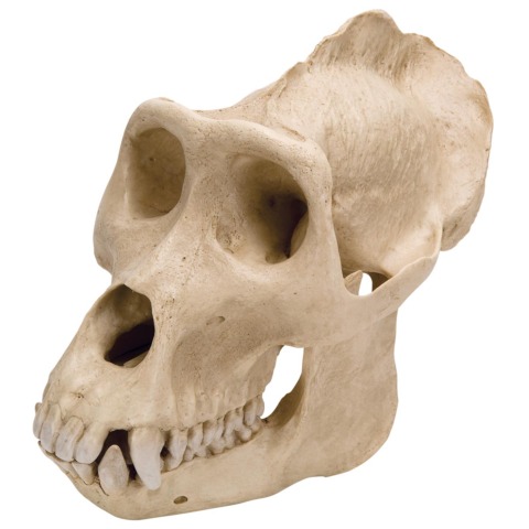 ゴリラの頭蓋骨模型，オス