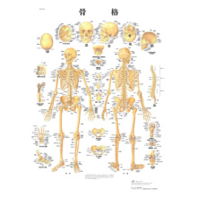 医学チャート・日本語版，B2ポスター「骨格」
