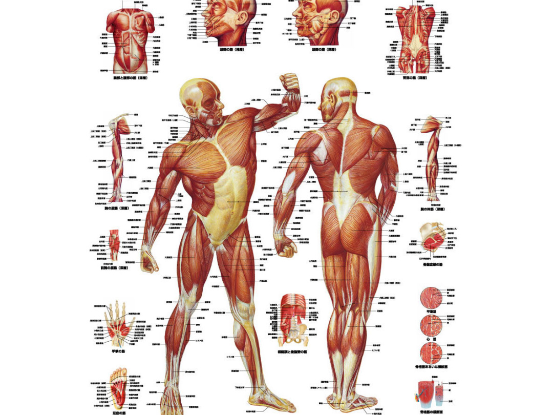 The Muscular System 人体筋肉系統図　　2面立て掛け 医学チャート｢筋肉系｣A3 | 日本スリービー・サイエンティフィック