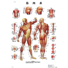 医学チャート｢筋肉系｣A3