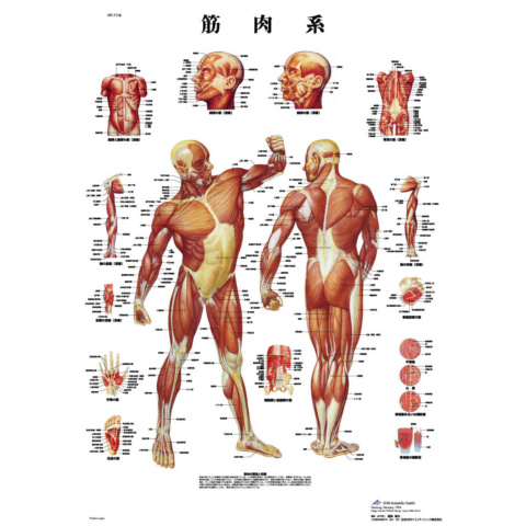 医学チャート・日本語版，B2ポスター「筋肉系」