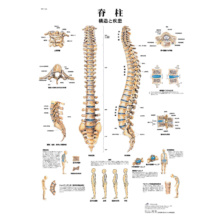 医学チャート｢脊柱｣A3