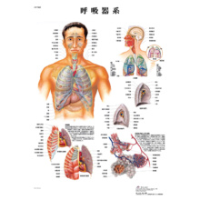 医学チャート｢呼吸器系｣A3