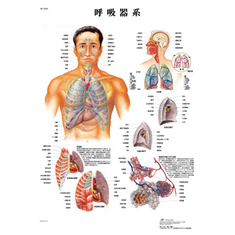 医学チャート｢呼吸器系｣A3