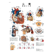 医学チャート｢心臓｣A3
