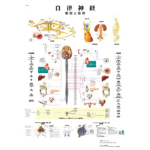 医学チャート｢自律神経｣A3