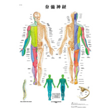 医学チャート｢脊髄神経｣A3