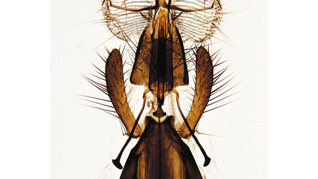 昆虫類 初級用ラージセット 英語版 日本スリービー サイエンティフィック