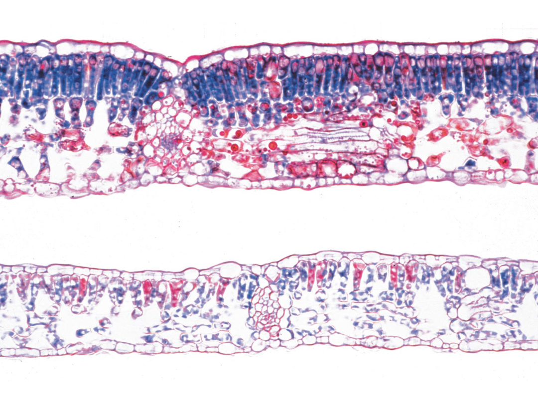 被子植物 葉 英語版 日本スリービー サイエンティフィック