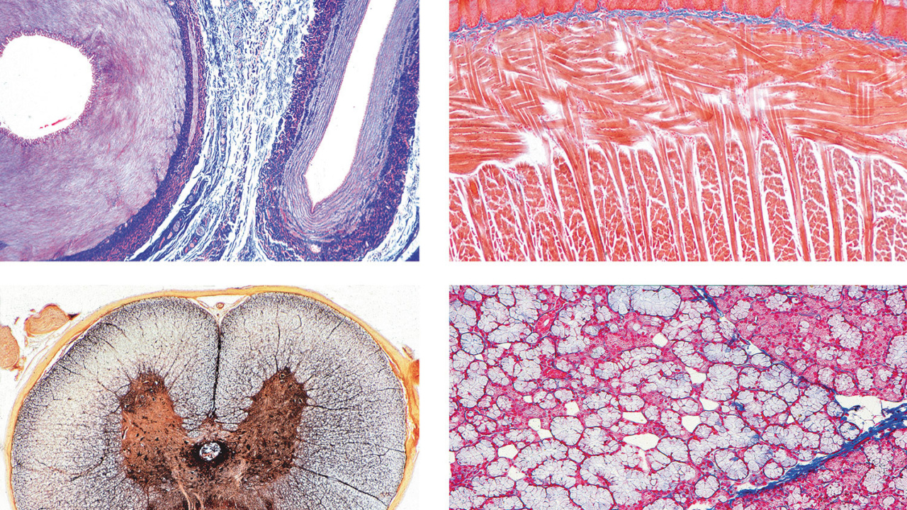 組織学 正常なヒトの組織学〜基本セット，英語版 | 日本スリービー