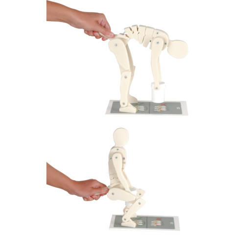 腰痛指導教育用モデル「正しい荷の持ち上げ方」