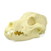 イヌの頭蓋骨模型