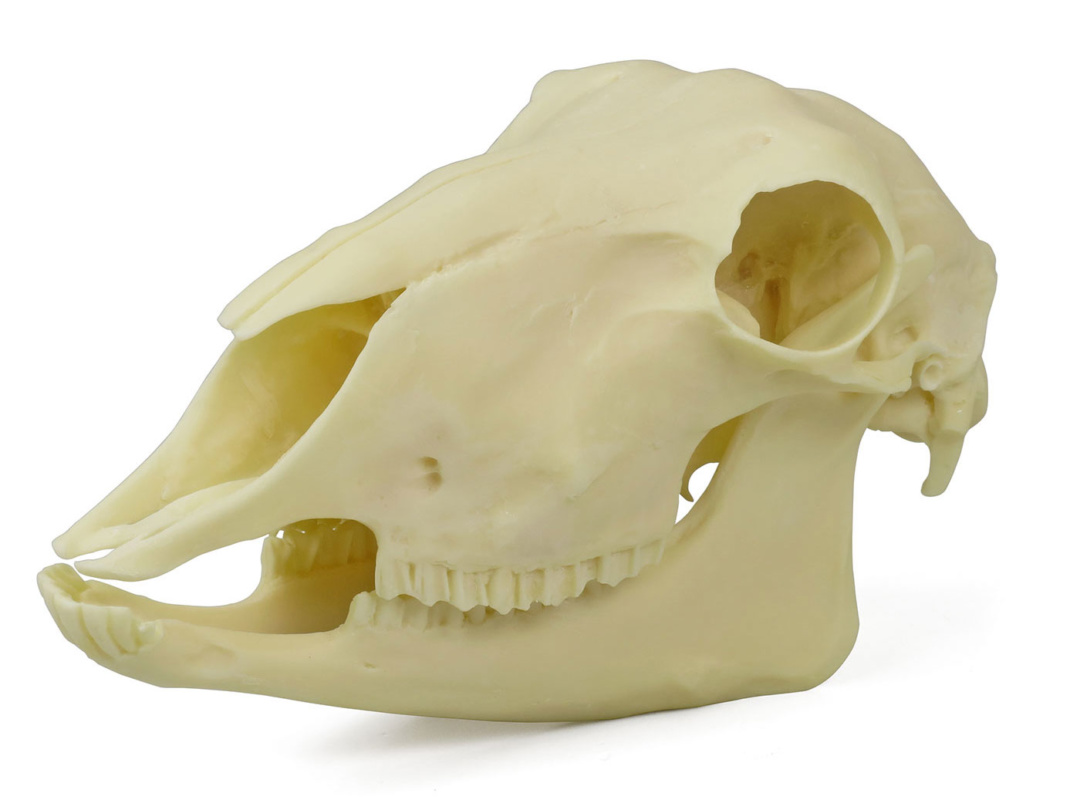 ヒツジ 羊 頭骨標本 | www.sejfolheados.com.br