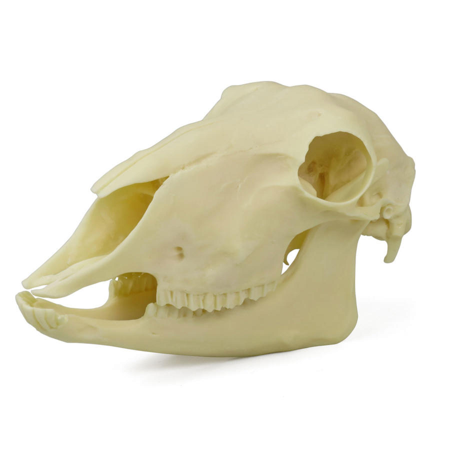 高品質！ベニンクシマンセの頭骨 ヒツジの頭蓋骨模型 | 日本スリービー・サイエンティフィック