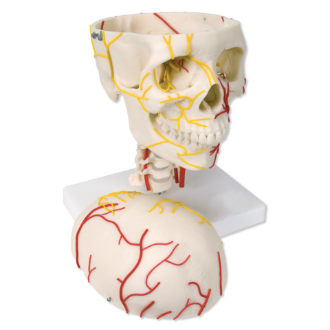 頭蓋，神経血管表示モデル