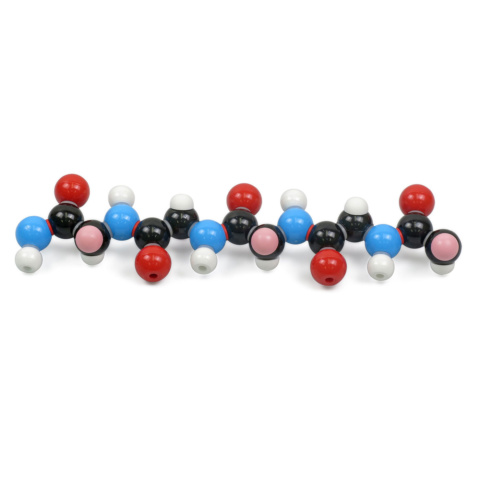 ポリペプチド分子模型組立キット