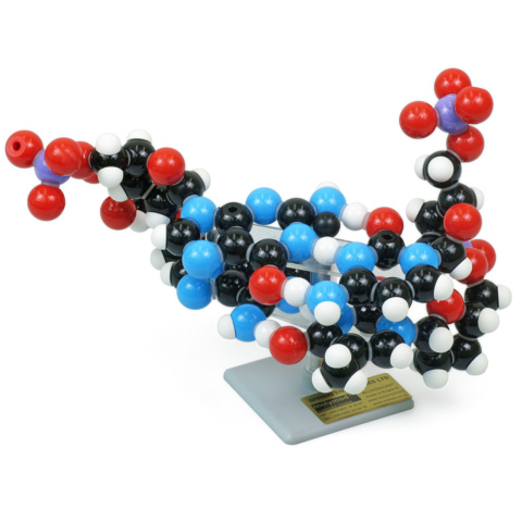 DNA分子模型組立キット・2層