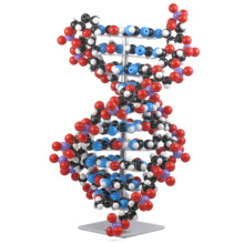 DNA分子模型組立キット・10層