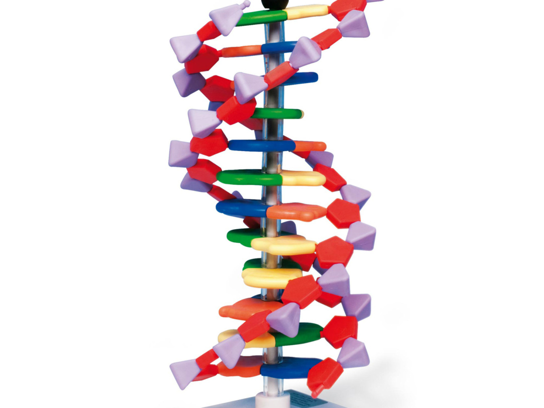 アドバンスド・DNA模型組立キット・12層（miniDNA&™） | 日本