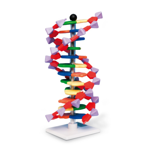アドバンスド・DNA模型組立キット・12層（miniDNA™）