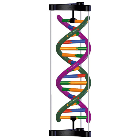 DNA二重らせん組立キット