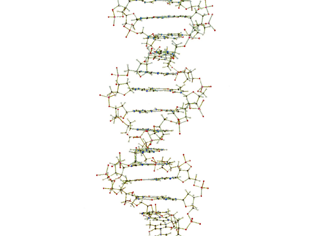 吊下げ型DNA分子模型組立キット | 日本スリービー・サイエンティフィック