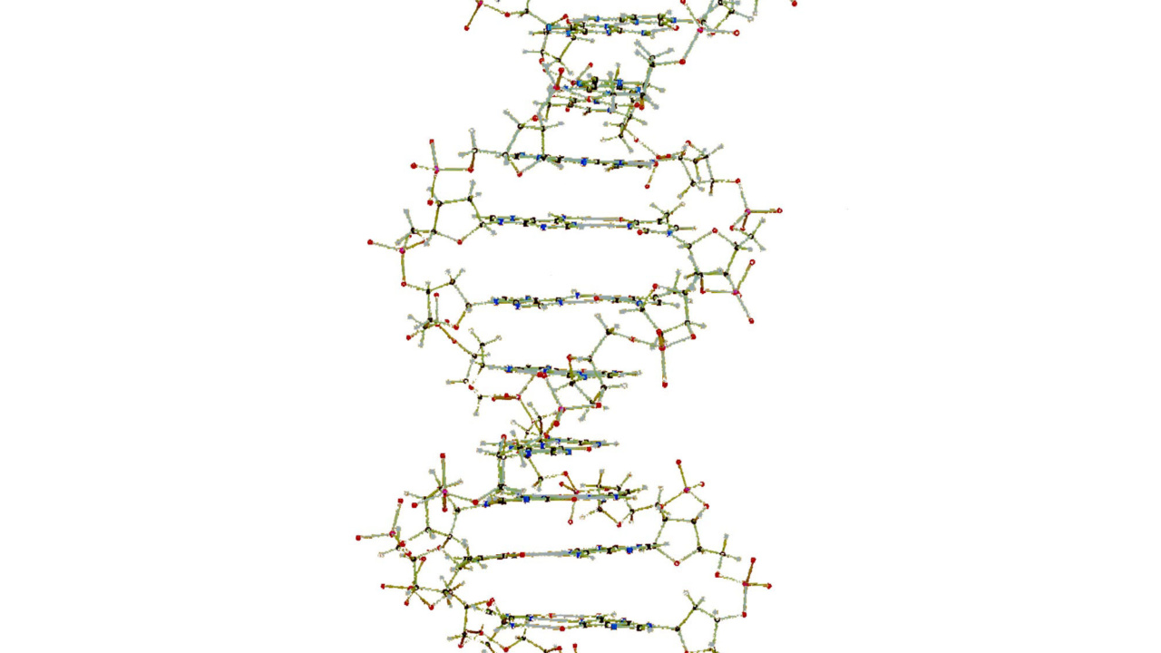 DNA立体模型 オミグロビン立体模型 共立出版 DNA立体模型 オミグロビン