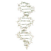 吊下げ型DNA分子模型組立キット