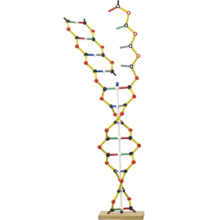 DNA-RNA模型組立キット
