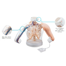 上腕部筋肉注射説明模型