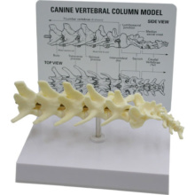 イヌの腰椎模型