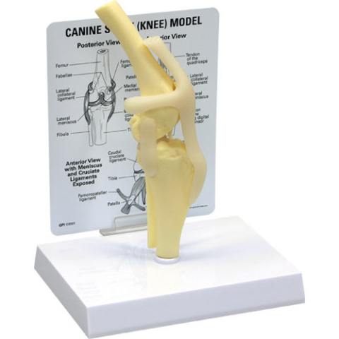 イヌの膝関節模型