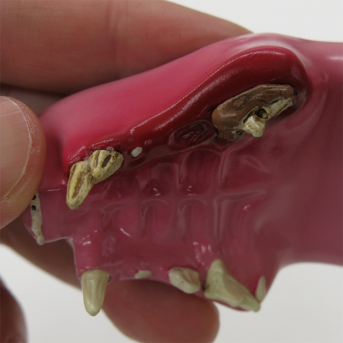 ネコの歯と歯茎の疾患模型