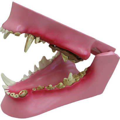 イヌの歯と歯茎の疾患模型
