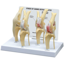 イヌの変形性関節症模型