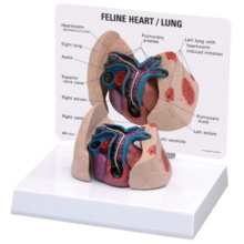 ネコの心臓,肺模型