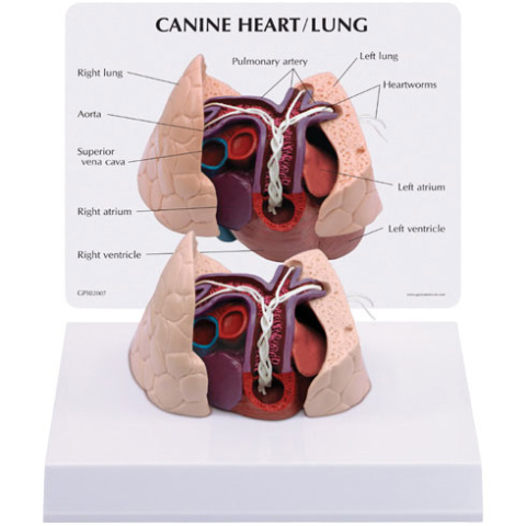イヌの心臓,肺模型