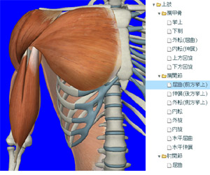 肩関節（屈曲）を選択，肩関節の動きに関係する筋だけ表示されます。