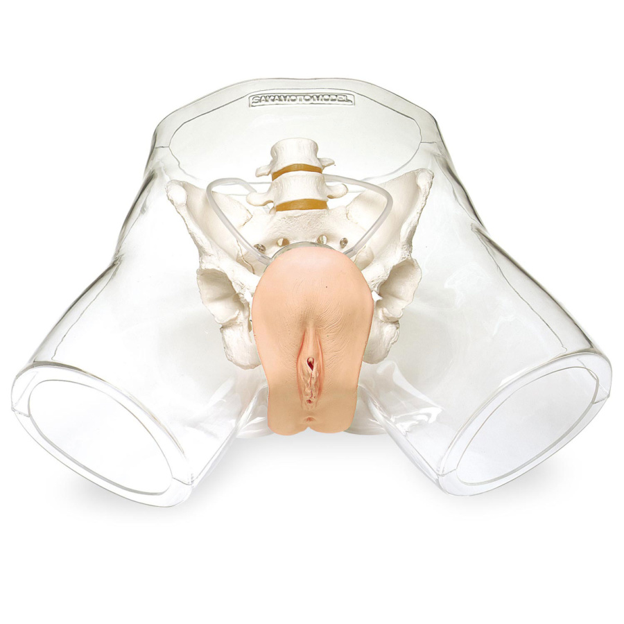 透明女性導尿模型 日本スリービー サイエンティフィック