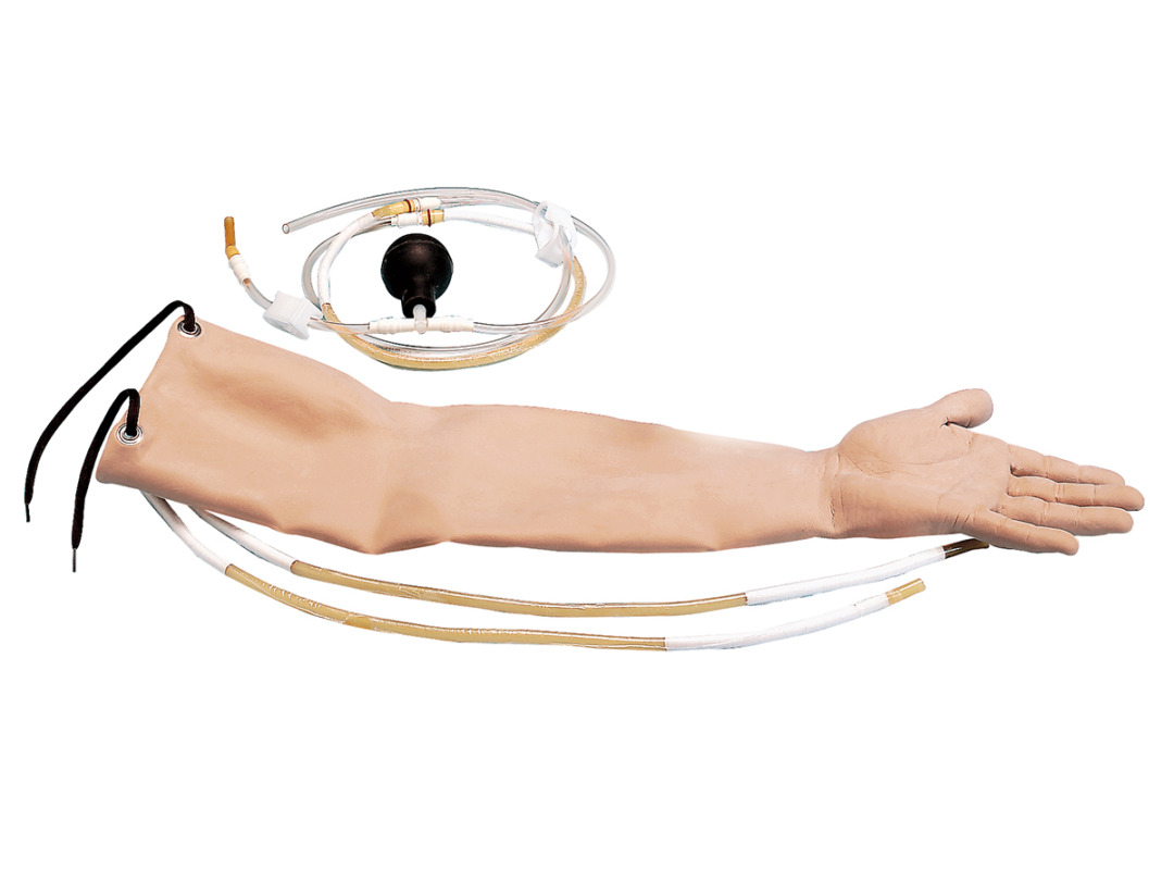 皮膚と動脈3セット（W44022用） | 日本スリービー・サイエンティフィック