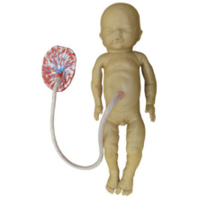 吸引出産用胎児モデル(W45025用)