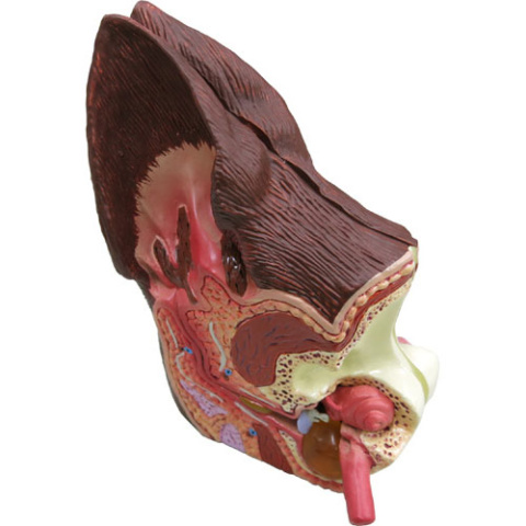 イヌ耳の模型，正常と炎症