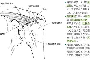 モーション解剖アトラス 上肢・体幹 | 日本スリービー・サイエンティ 