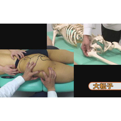 筋および受容器に対する治療的触察・刺激法 ＜骨盤部・下肢編＞